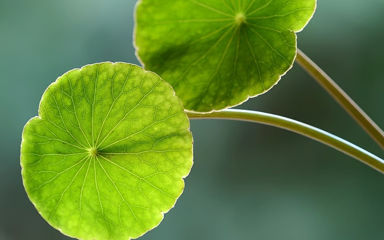 downtoearth_2025-09-23_mckhdx9b_Asian-Pennywort_11zon