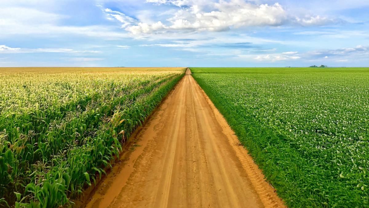 corn4