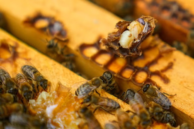Bee_Deaths_03578_11zon