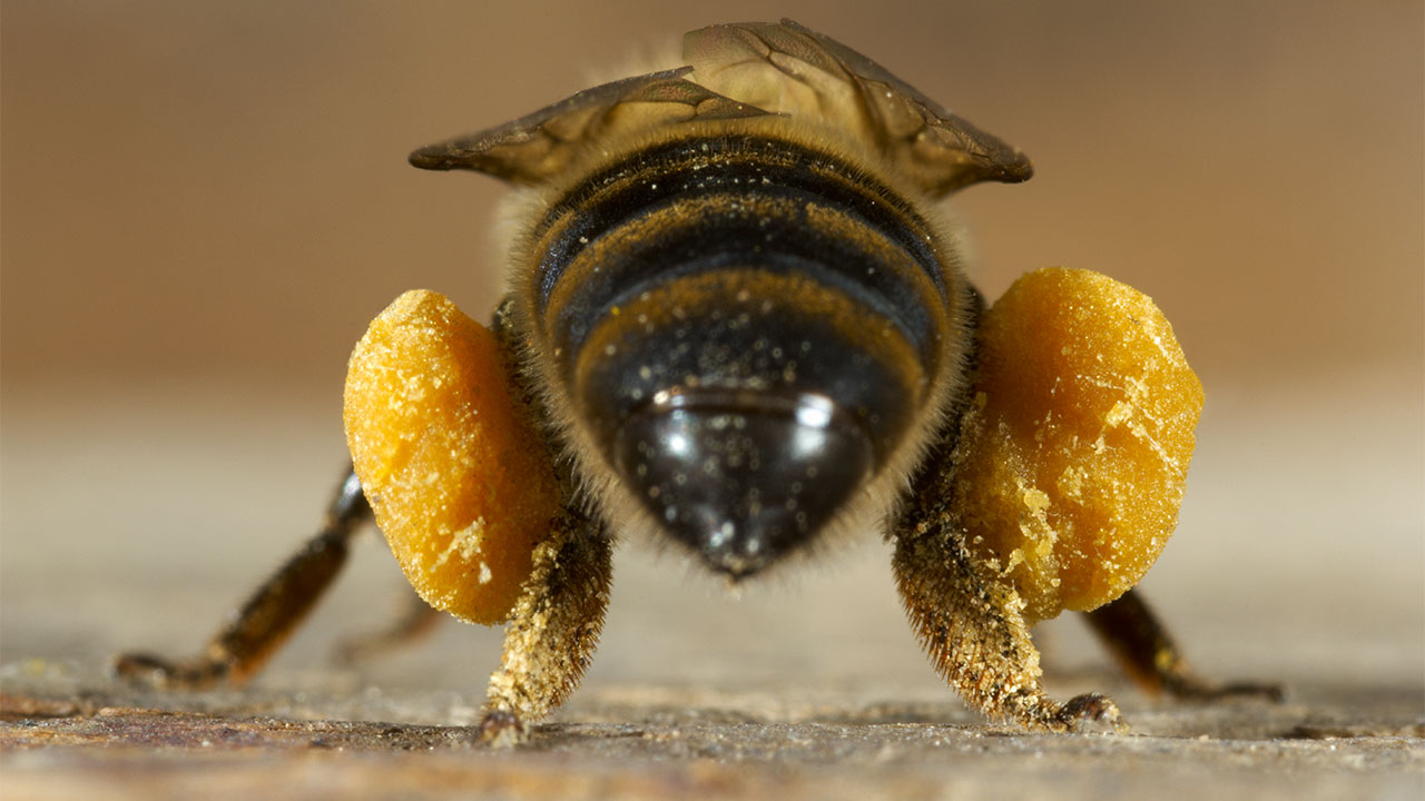 bee_16x9