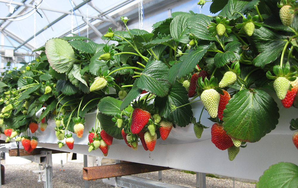 hort-americas-growing-hydroponic-strawberries