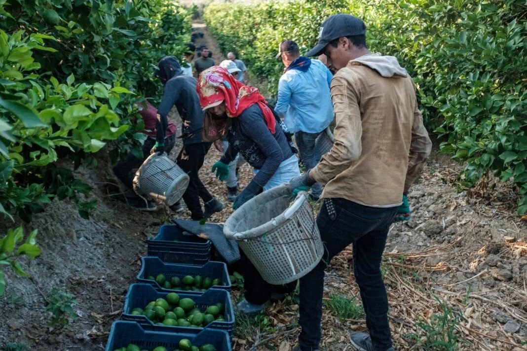 AFP__20250902__73739WE__v1__MidRes__TurkeyEnvirommentClimateAgriculture-1068x712_11zon