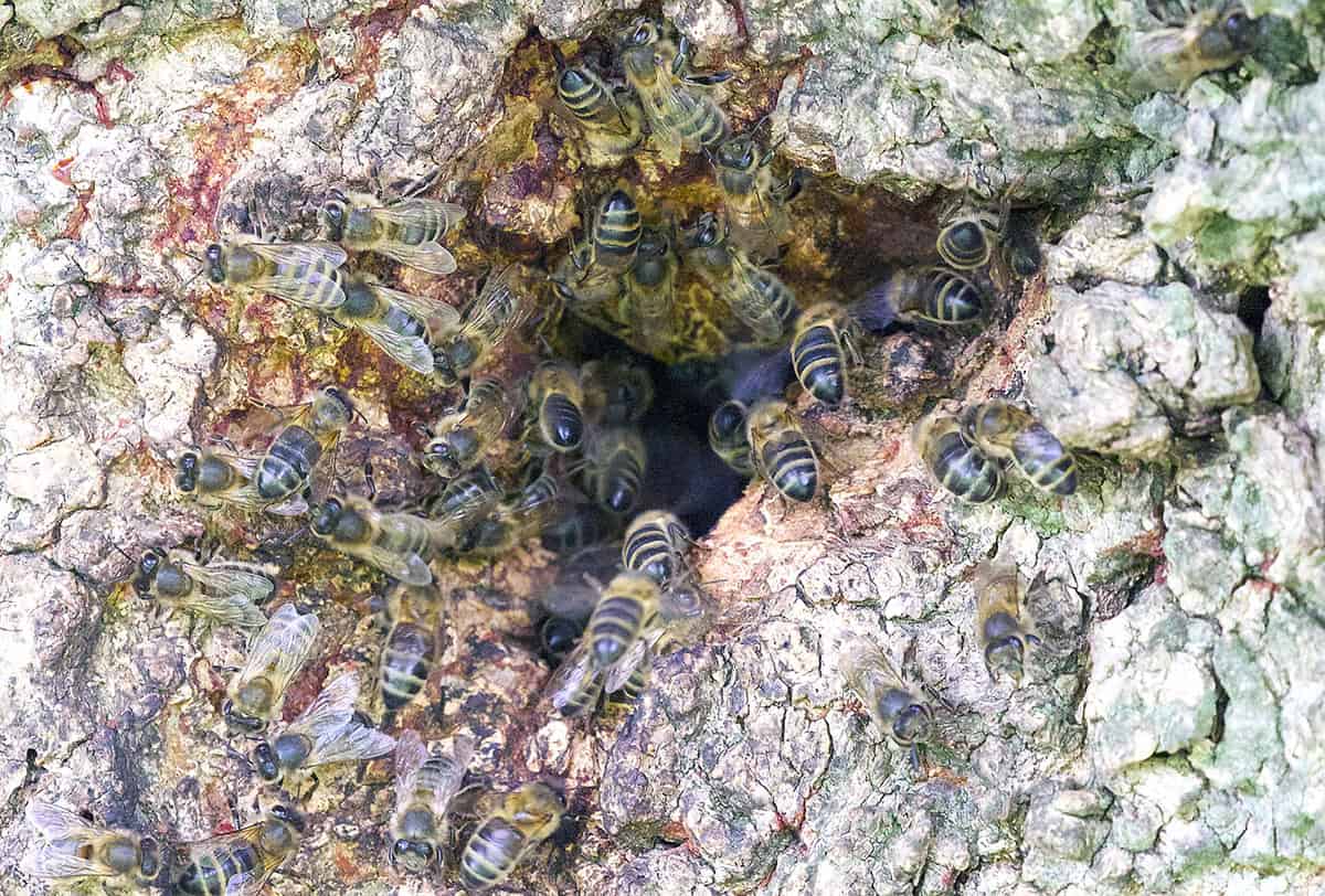 bee2