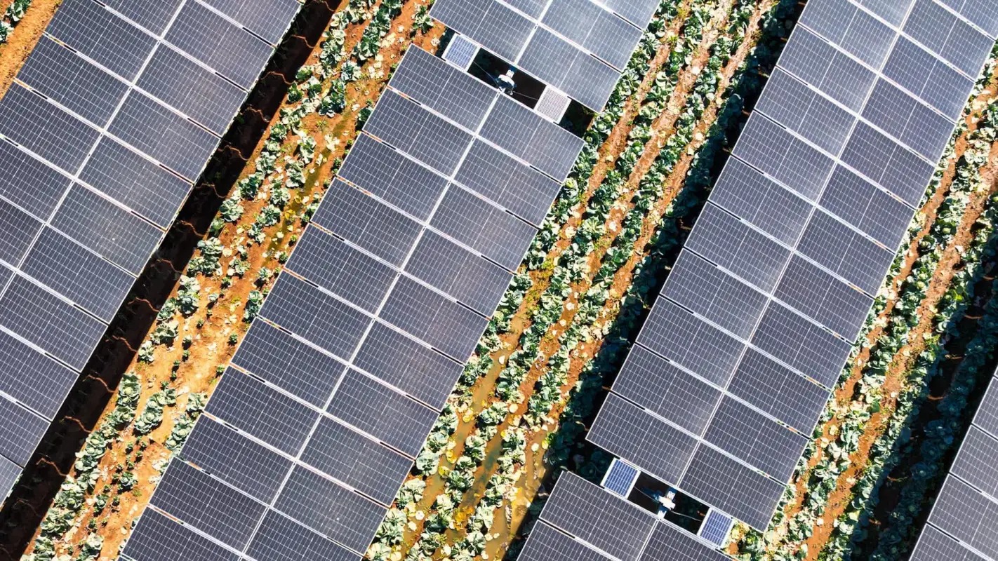 agrivoltaicsimage-recJ81gPzmDbfEgS8-1_11zon