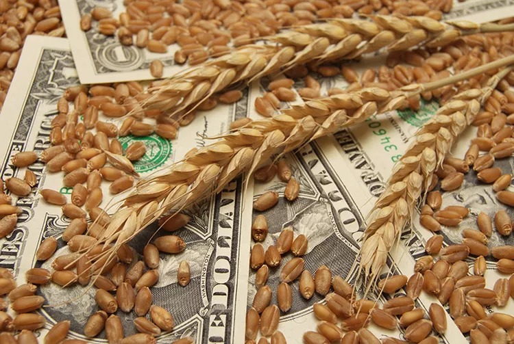 wheat-money-close-up-a30e27225d8e4578bbb92ccd8450f201_11zon