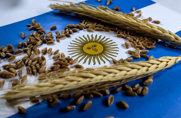 argentine-wheat
