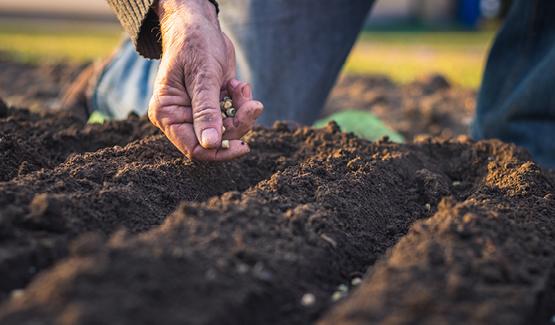 banner-healthy-soil_555x325px_0