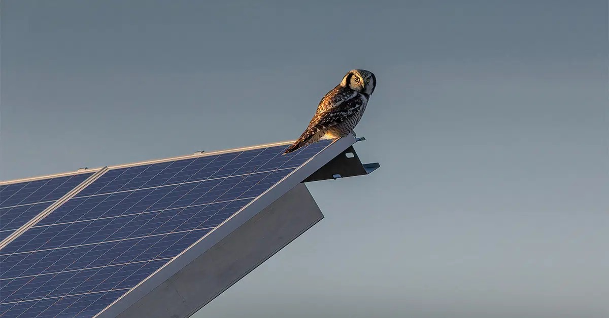 Owl_Featured_Image.png_11zon