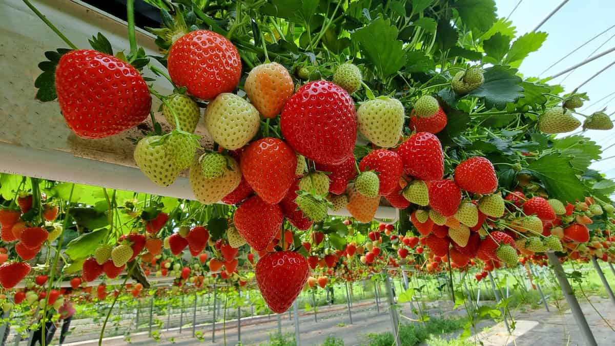 Hydroponic-Strawbery-Farming-in-a-Greenhouse-1