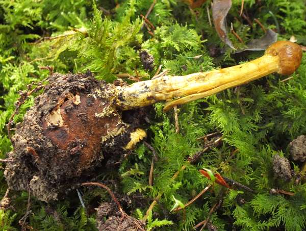 elaphomyces-granulatus1