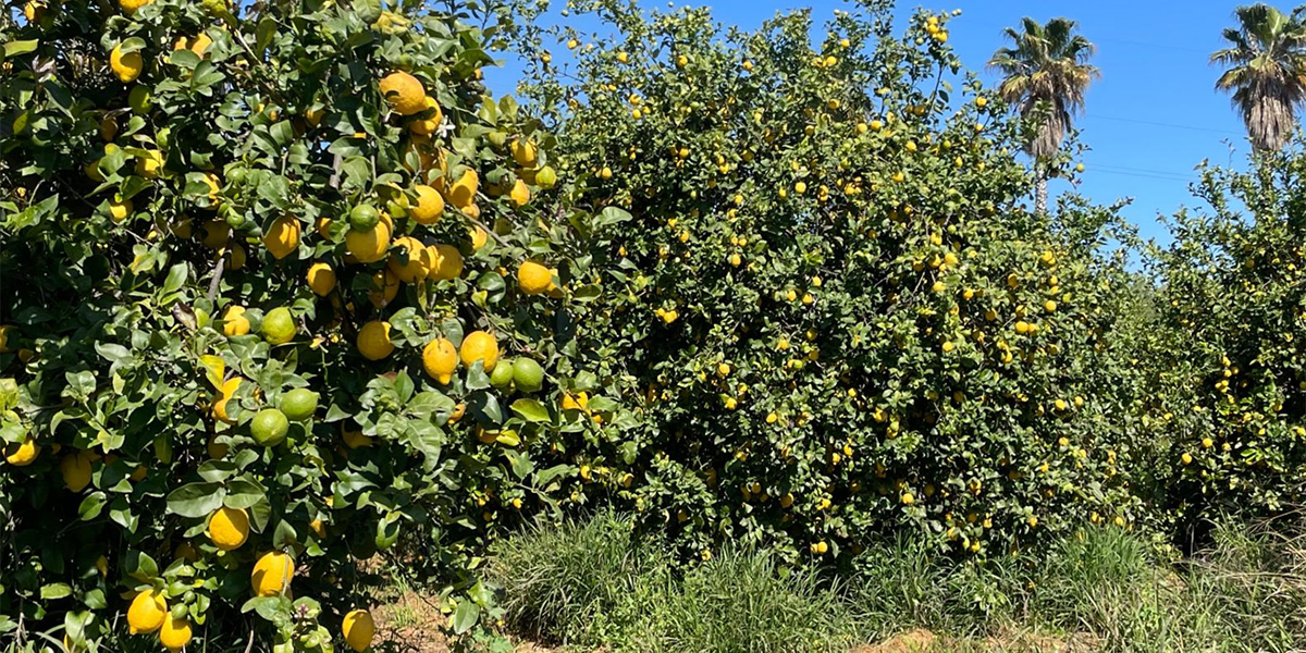 opcai-limoni-sicilia-1200x600-az