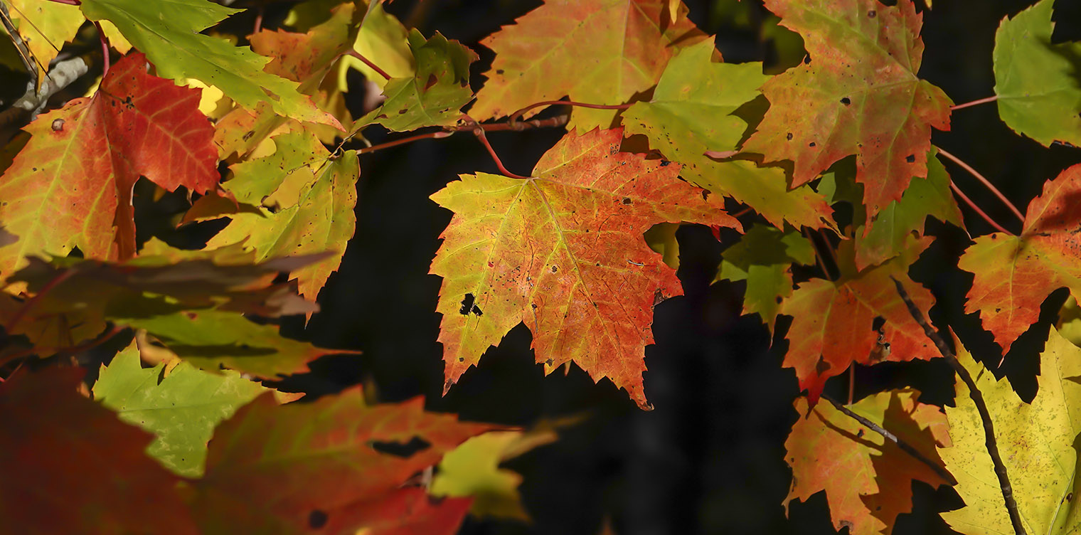 Trees-of-the-Adirondacks-Red-Maple-Acer-rubrum-Leaf-Heron-Marsh-Trail-5-October-2018-71