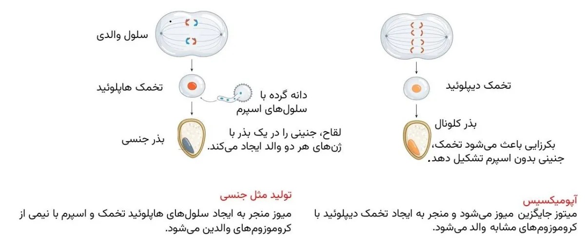 seed-68baecb85e28440e5b5a5ac4_1_11zon