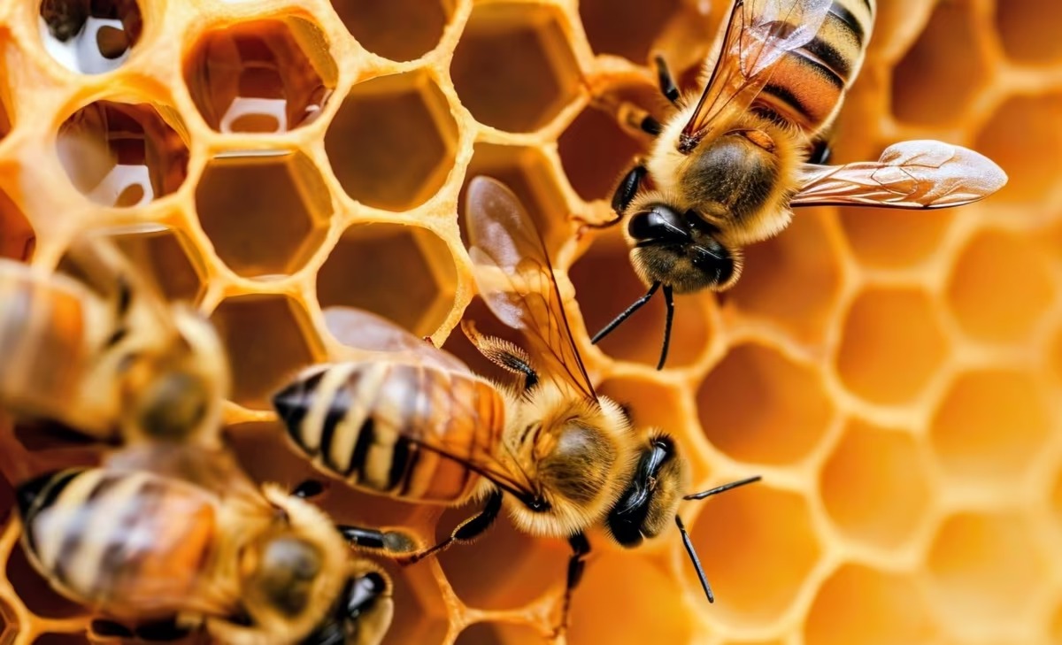 bee-hive3-1400x850_11zon