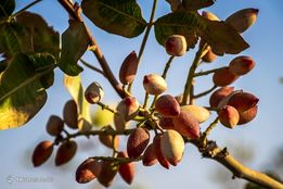 برداشت پسته - کرمان