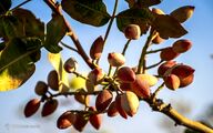 برداشت پسته - کرمان