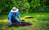 استفاده از پساب شهری برای کاشت یک میلیارد درخت