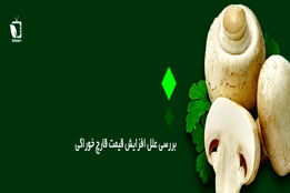 کاه و کلش متهم اصلی افزایش قیمت قارچ 