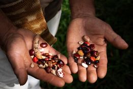 چرا «نگهبانان بذر» در کلمبیا با استفاده از محصولات تراریخته مبارزه می‌کنند

