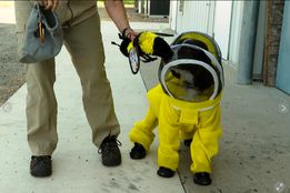 سگ بازنشسته‌ پلیس، مامور نجات زنبورهای عسل شد!