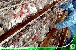 تلفات مرغداران مرغ تخمگذار خراسان رضوی در اثر قطع برق
واحد مرغ تخمگذار