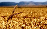 خسارت ۸۰ درصدی گندم دیم؛ تمام مزارع بیمه بودند
