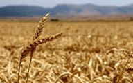 خسارت ۸۰ درصدی گندم دیم؛ تمام مزارع بیمه بودند
