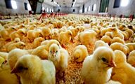 نقدینگی تولیدکنندگان پس از حذف ارز ترجیحی تامین می‌شود