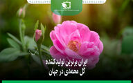 ایران برترین تولید کننده گل محمدی در جهان
