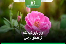 ایران برترین تولید کننده گل محمدی در جهان