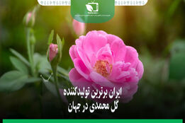 ایران برترین تولید کننده گل محمدی در جهان