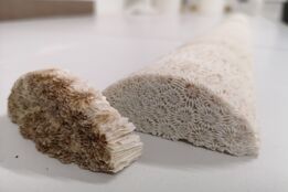 چگونه شرایط محیطی بر جوامع ریزجلبکی و مرجانی تأثیر می‌گذارد؟