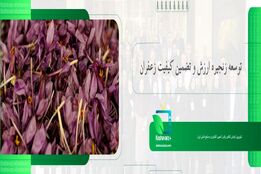 توسعه زنجیره ارزش و تضمین کیفیت زعفران