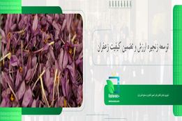 توسعه زنجیره ارزش و تضمین کیفیت زعفران