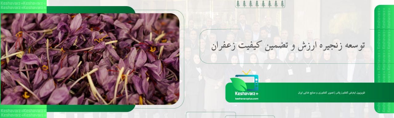 توسعه زنجیره ارزش و تضمین کیفیت زعفران
