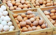 ۱۹۰۰ تن گوشت مرغ منجمد از فردا در استان تهران توزیع می شود
