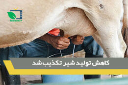 کاهش تولید شیر تکذیب شد