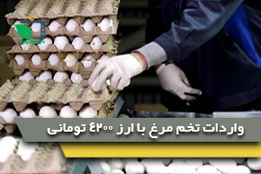 واردادت تخم مرغ با ارز4200 تومانی