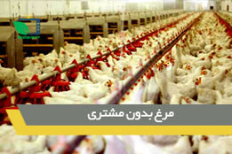 مرغ  های بدون مشتری