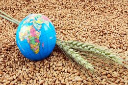 سیاست‌گذاری تهی از راهبرد؛ نقطه آغاز فروپاشی امنیت غذایی