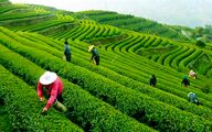 ۹۰ درصد مطالبات چایکاران از سهم دولت پرداخت شد
