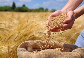تأخیر در پرداخت مطالبات، گندم‌کاران را از خرید تضمینی دلسرد کرده است