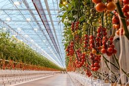 خسارت ۱۰ هزار میلیارد تومانی قطعی برق به گلخانه‌های کشور