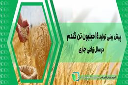 پیش بینی تولید 14 میلیون تن گندم در سال زراعی جاری