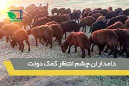 قیمت دام کاهشی است