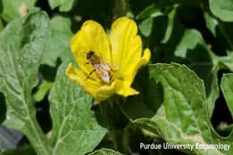 آموزش چگونگی افزایش کیفیت و عملکرد هندوانه با گرده‌افشانی زنبورعسل