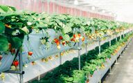  ۶۰۰ همت اعتبار به بخش کشاورزی اختصاص یافت