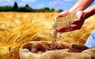 چرا استاندارد ۱۰۴ و تولید گندم کیفی اجرایی نمی‌شود؟