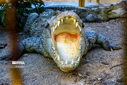 پرورش گاندو