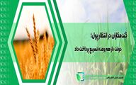 گندمکاران در انتظار پول؛ دولت باز هم وعده تسریع پرداخت داد